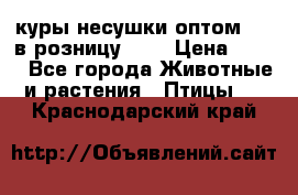 куры несушки.оптом 160 в розницу 200 › Цена ­ 200 - Все города Животные и растения » Птицы   . Краснодарский край